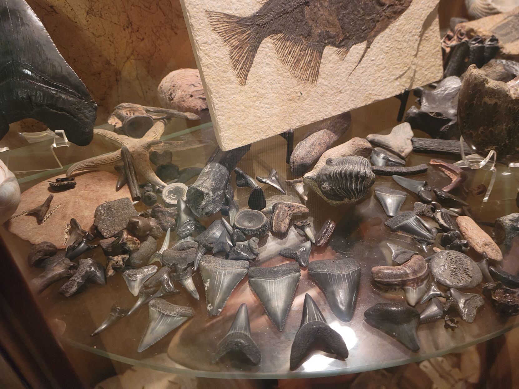 Shark tooth haul